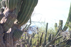 Campylorhynchus brunneicapillus