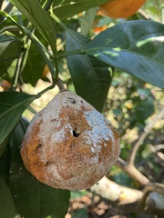 Penicillium digitatum