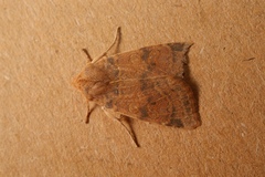 Xanthia ocellaris