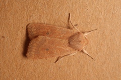 Xanthia gilvago