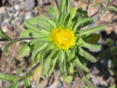 Asteriscus aquaticus