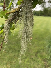 Ramalina peruviana