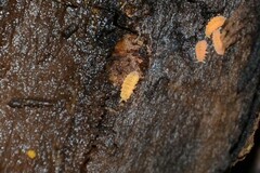 Monobella grassei