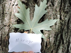 Acer saccharinum