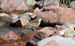 Cinclodes atacamensis