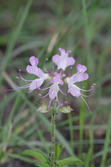Ocimum