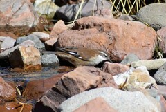 Cinclodes atacamensis