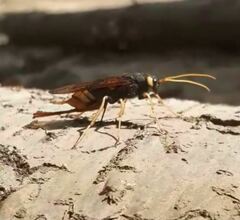 Urocerus gigas