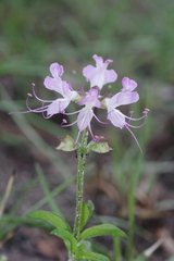 Ocimum