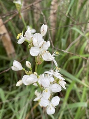 Libertia chilensis