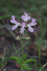 Ocimum