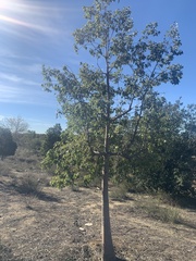 Brachychiton populneus