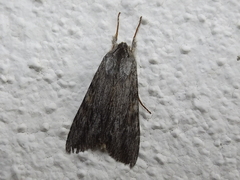 Cucullia intermedia