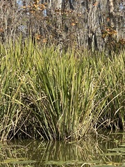 Zizaniopsis miliacea