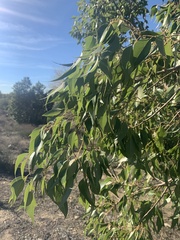 Brachychiton populneus