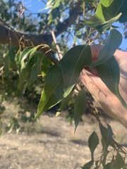 Brachychiton populneus