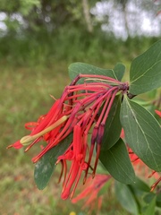 Embothrium coccineum