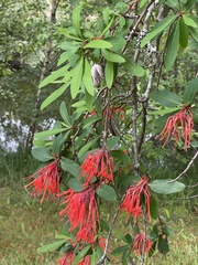 Embothrium coccineum