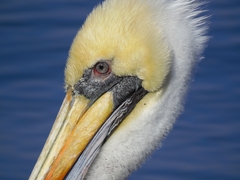 Pelecanus thagus