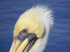 Pelecanus thagus