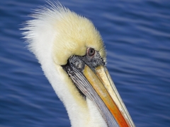 Pelecanus thagus