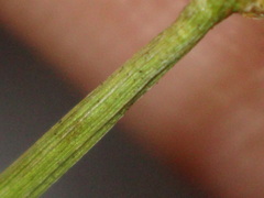 Juncus pylaei