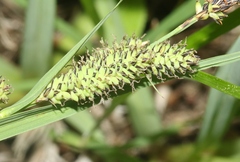 Carex aquatilis