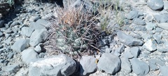Coryphantha poselgeriana