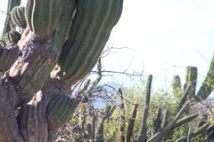 Campylorhynchus brunneicapillus