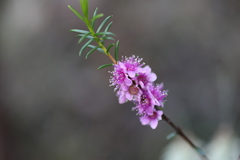 Hypocalymma robustum