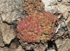 Aceria parapopuli