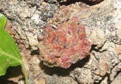 Aceria parapopuli