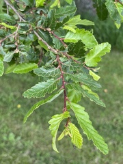Nothofagus obliqua