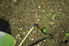 Erythrodiplax nigricans