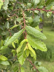 Nothofagus obliqua