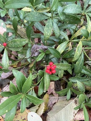 Skimmia