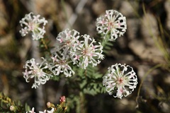 Pimelea preissii