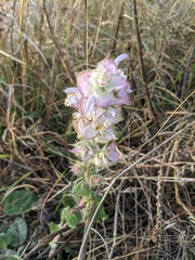 Salvia sclarea