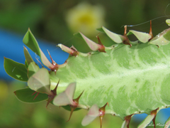 Euphorbia trigona