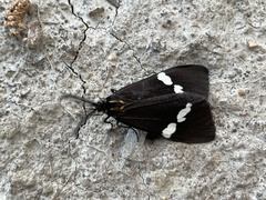 Nyctemera annulata × amicus