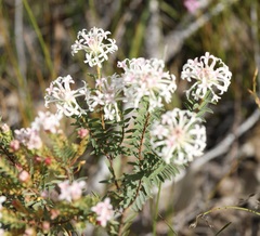 Pimelea preissii