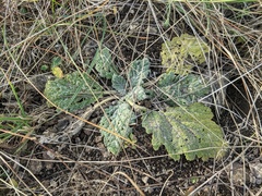 Salvia aethiopis