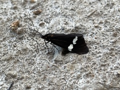 Nyctemera annulata × amicus