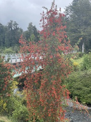 Embothrium coccineum