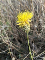 Centaurea orientalis