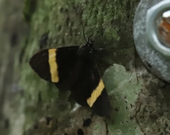 Aclytia