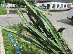 Euphorbia trigona