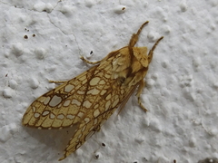 Lophocampa