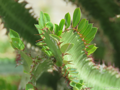 Euphorbia trigona