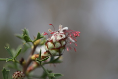 Petrophile diversifolia